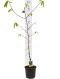 Asimina triloba white background 1
