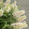 Buddleja butterfly candy little white 1-min