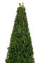 Buxus pyramid closeup p23