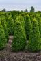 Buxus sempervirens pyramid 1