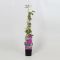 Clematis dr ruppel 1