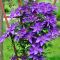 Clematis the president1 k-min