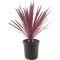 Cordyline australis paso doble-min