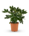 Fatsia japonica p35 - 01