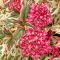 Hydrangea serrata euphoria pink 2