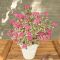 Hydrangea serrata euphoria pink 4