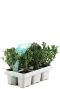 Ilex crenata jenny 6pack 1