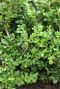 Ilex crenata Jenny