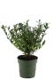 Ilex crenata Jenny - Set von 5