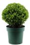 Ilex crenata jenny p21 ball