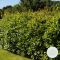 Laurus nobilis
