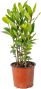 Syngonium Red Spot blad