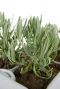 Lavandula Angustifolia White 6-pack