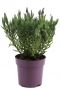 Lavendel stoechas anouk bloem