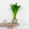 Mps-10071 - dypsis lutescens 1