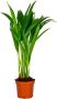 Mps-10071 - dypsis lutescens 2 1