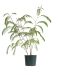 Mps-8710 - albizia -2