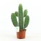 Opuntia rubescens