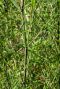 Phyllostachys bissetii gartenpflanze