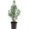 Pinus pinea silver crest 800-min