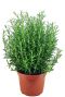 Rosmarinus officinalis 2