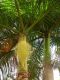 Roystonea regia-min 1