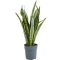 Sansevieria laurentii p12 1