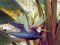 Strelitzia nicolai product