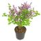 Syringa bloomerang dark purple 1