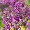 Syringa bloomerang dark purple 3