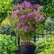 Syringa bloomerang dark purple 4