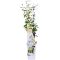 Trachelospermum jasminoides star of toscane 1-min