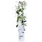 Trachelospermum jasminoides star of venice 1-min