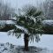 Trachycarpus fortunei sneeuw k-min 1