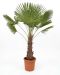 Trachycarpus fortunei stam 60-80 p40 - 1