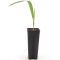 Trachycarpus nova x new form-min