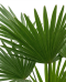 Trachycarpus wagnerianus frosty p19-02