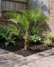 Trachycarpus wagnerianus