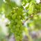 Vitis vroege van der laan 2