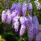 Wisteria sinensis caroline 1-min