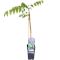 Wisteria sinensis prolific 1-min