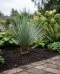 Yucca rostrata p45-03