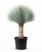 Yucca rostrata stam 60-70 p45 - 1