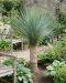 Yucca rostrata stam 60-70 p45 - 3