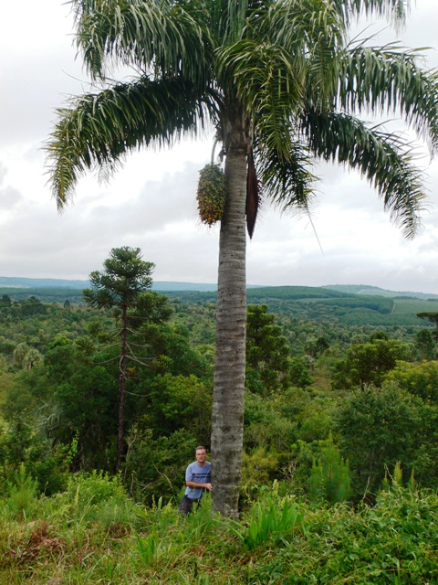 Syagrus romanzoffiana in het wild