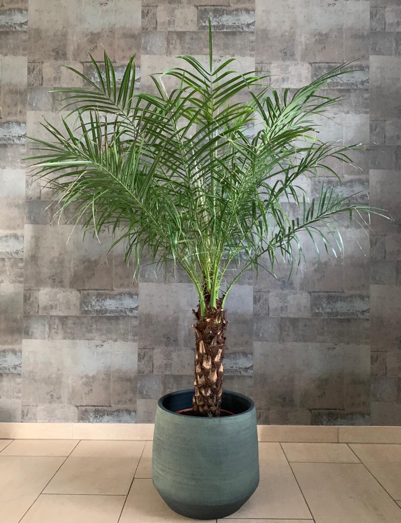 Phoenix roebelenii: die perfekte Pflanze für zu Hause Phoenix roebelenii: die perfekte Pflanze für zu Hause